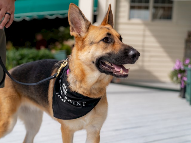 A German Shepherd dog wearing a black bandana labeled 