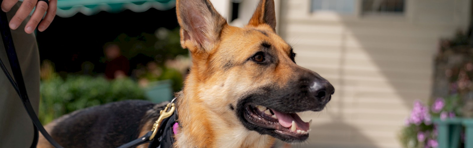 A German Shepherd with a black bandana is standing outdoors on a porch, held on a leash by a person.
