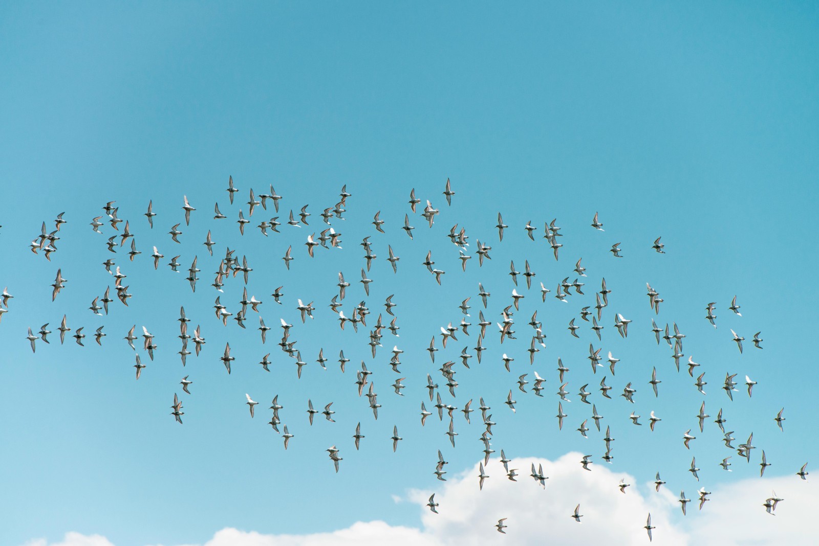 A large flock of birds flying in the sky against a backdrop of blue sky and some clouds.